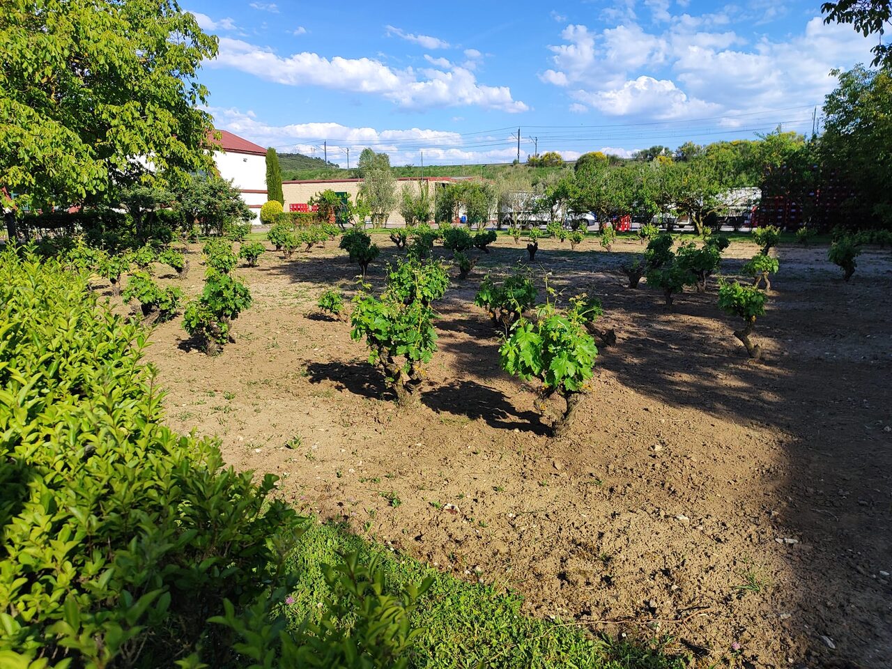 Viñedo de cepas viejas de Perlovín en Burgos